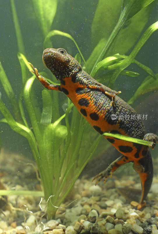 雄性意大利冠蝾螈(Triturus carnifex)